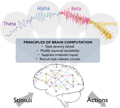 Breaking Down a Rhythm: Dissecting the Mechanisms Underlying Task-Related Neural Oscillations